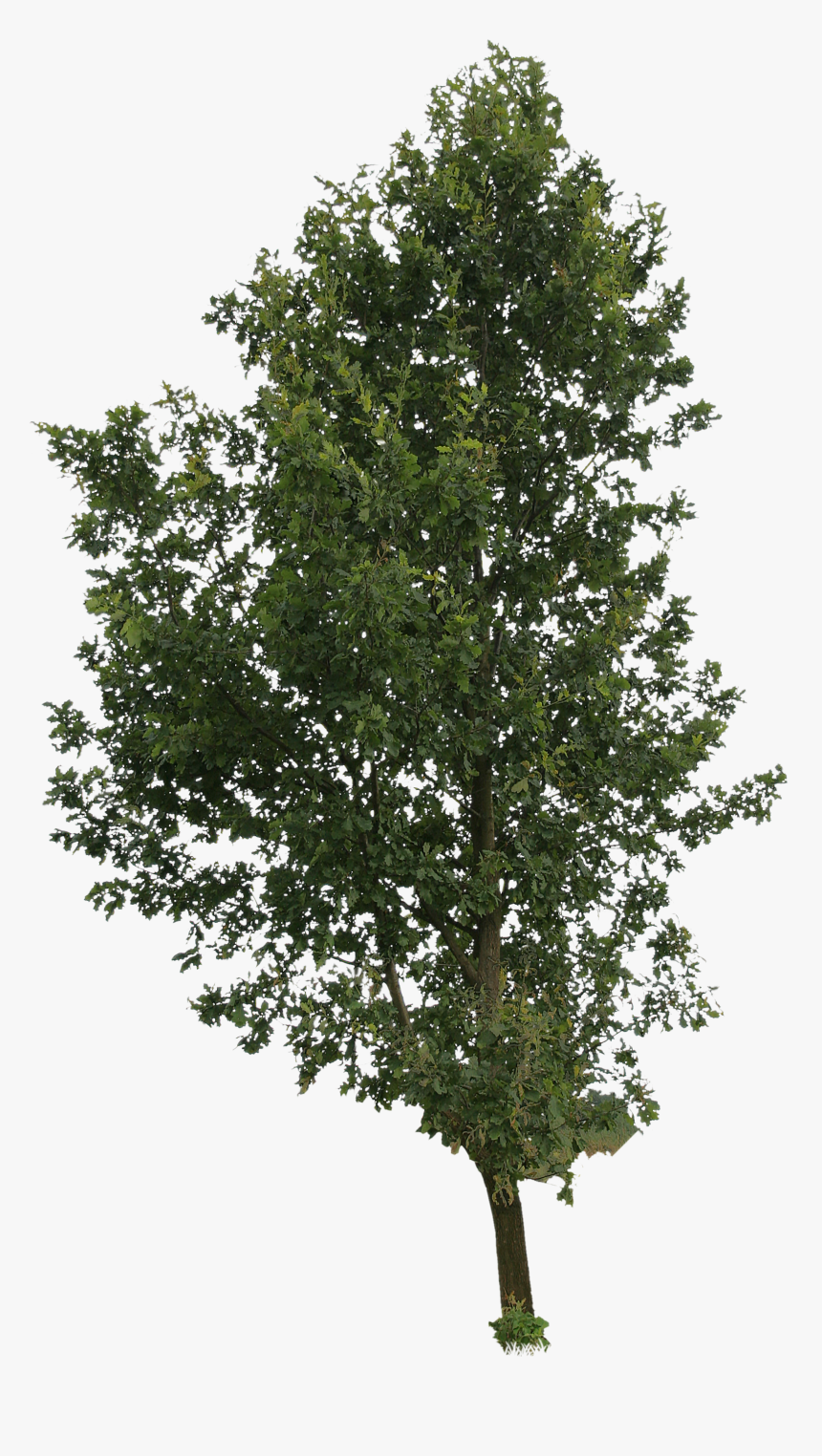 Cut Out Trees Png - Tree Png Cut Out, Transparent Png, Free Download