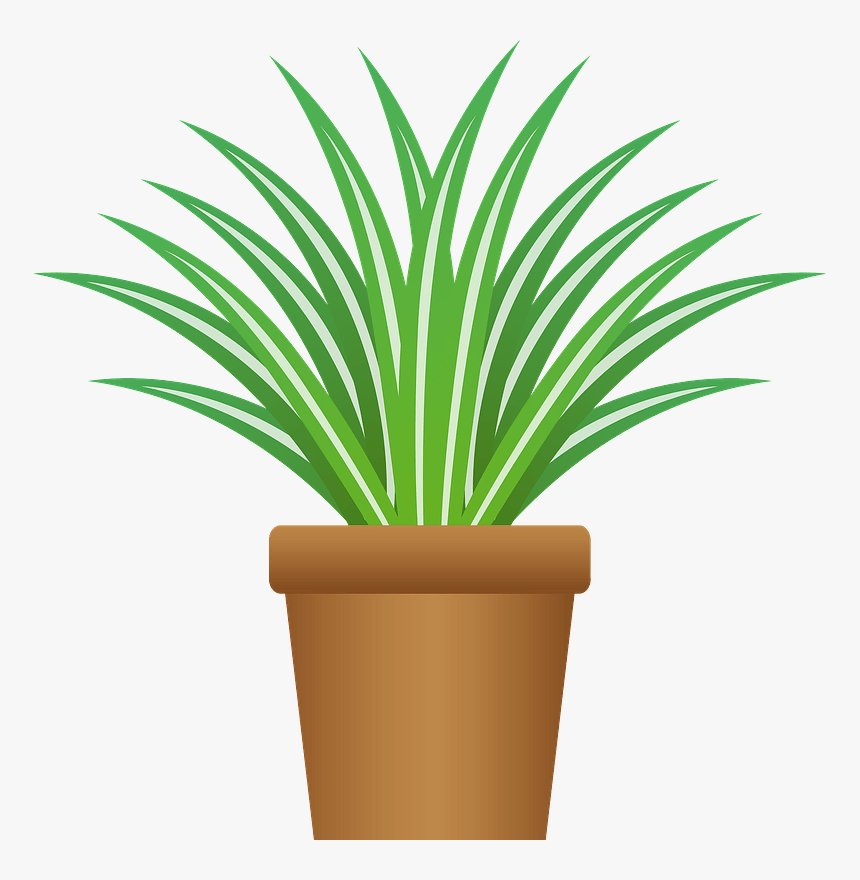 Spider Plant Chlorophytum Comosum Clipart - Flowerpot, HD Png Download, Free Download