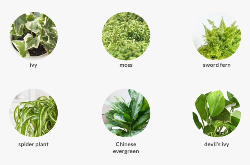 Indoor Plants - Broccoli, HD Png Download, Free Download