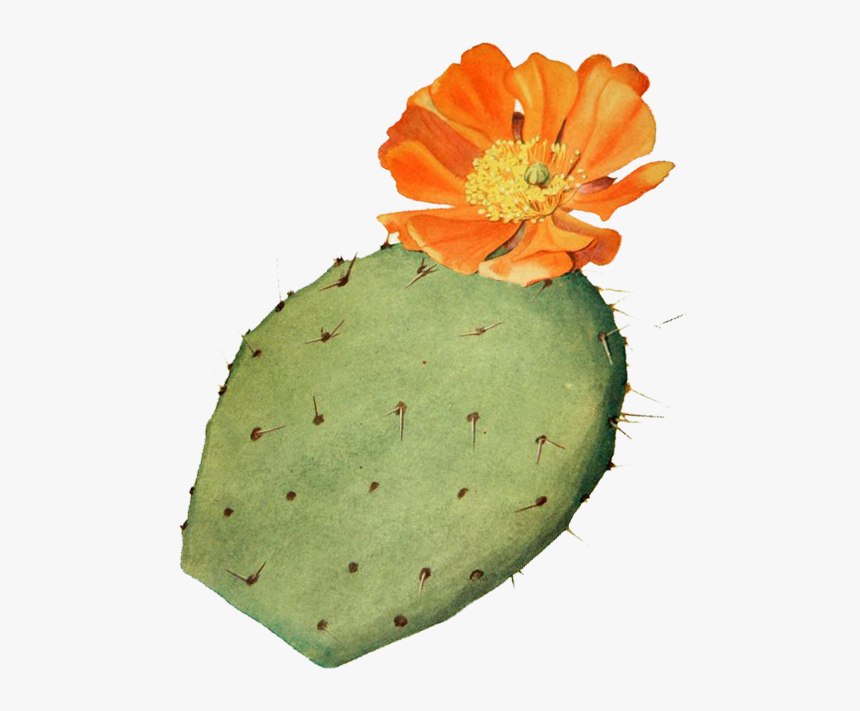 Beneficios Del Nopal - Eastern Prickly Pear, HD Png Download, Free Download