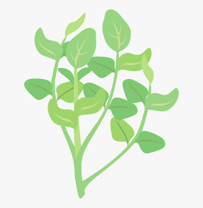 Watercress Plant Clipart, HD Png Download, Free Download