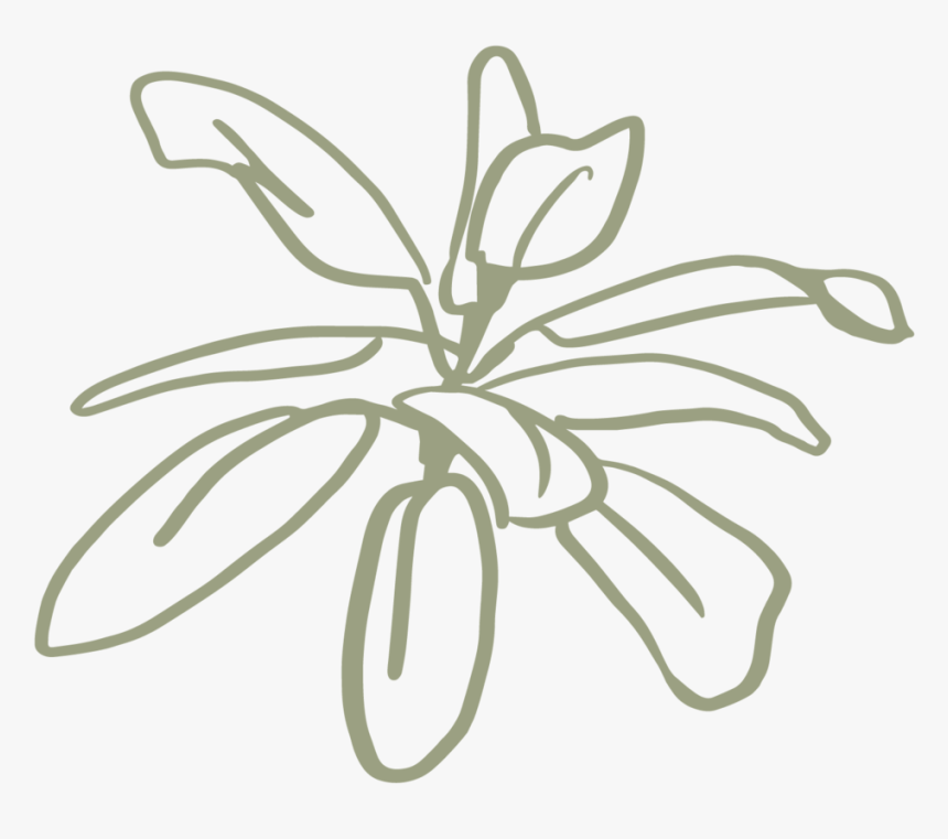 Kristin Cronic Foliage 3 Sage - Drawing, HD Png Download, Free Download