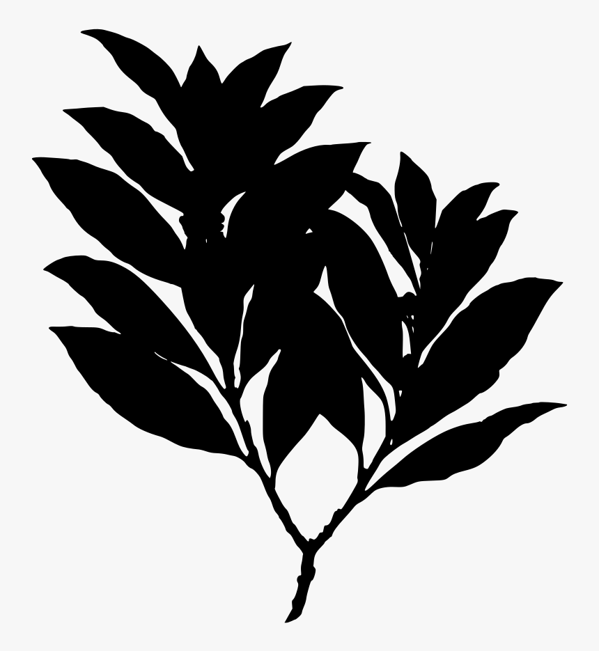 Laurel Drawing Sage Plant - Bay Laurel, HD Png Download, Free Download