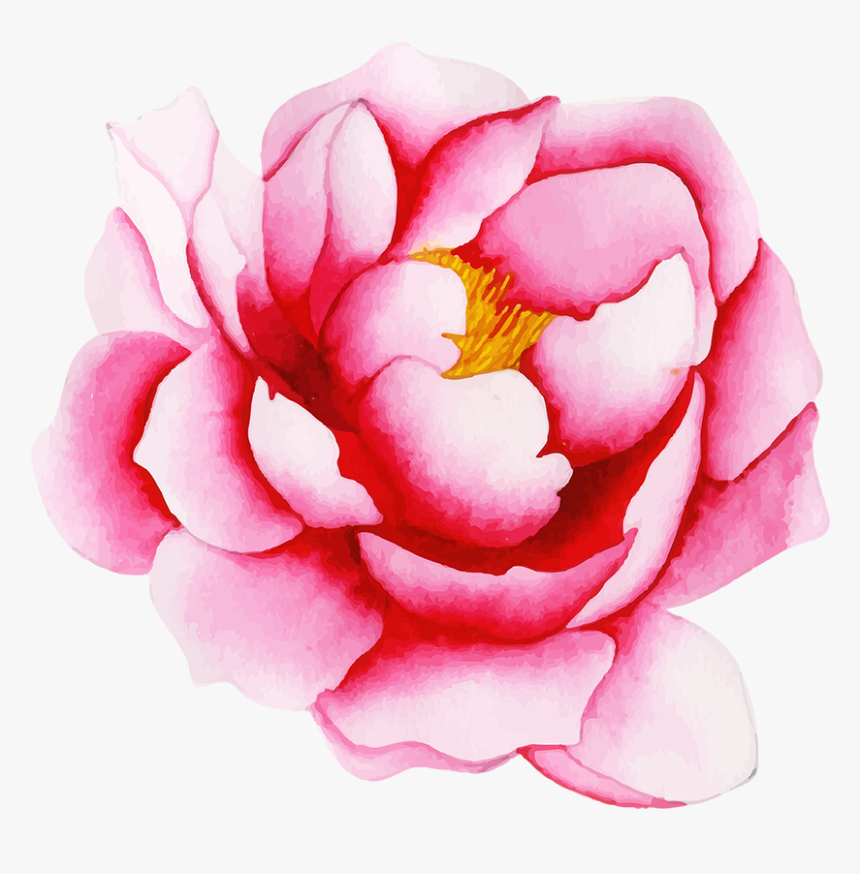 Garden Roses, HD Png Download, Free Download