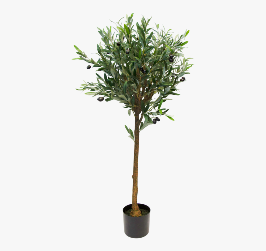 Olive Topiary Tree, HD Png Download, Free Download