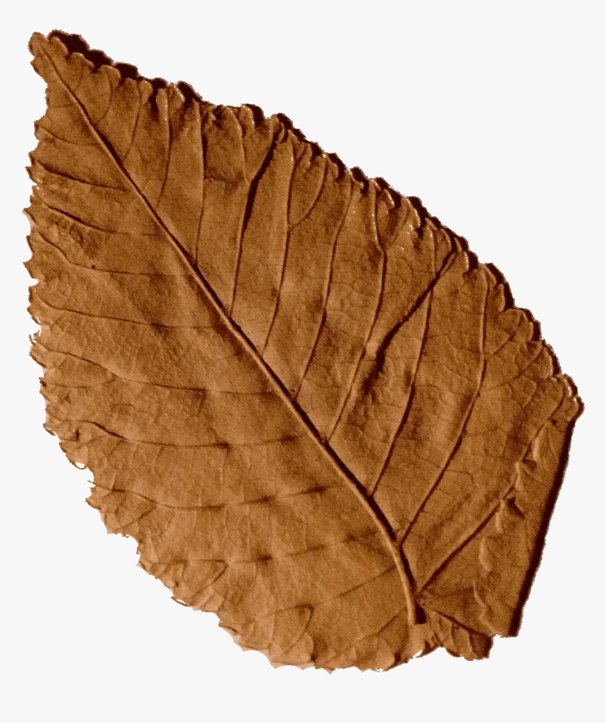 Beech, HD Png Download, Free Download