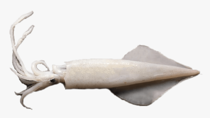 Giant Squid, HD Png Download, Free Download