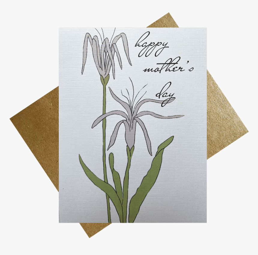 Sketch - Hymenocallis Speciosa, HD Png Download, Free Download