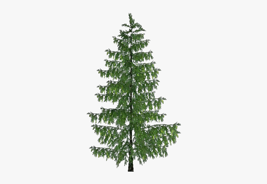 3d Trees - Spruce - Acca Software - Christmas Tree, HD Png Download, Free Download