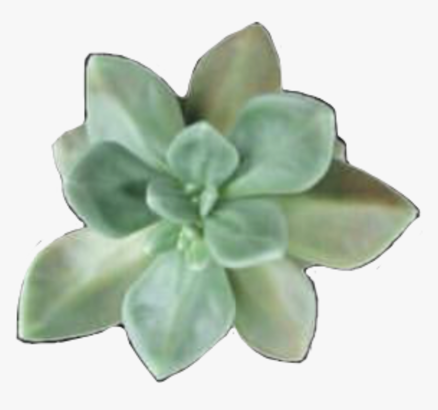 #png #flores #flower #plantas #plants #freetoedit - Succulent Leaves Png, Transparent Png, Free Download