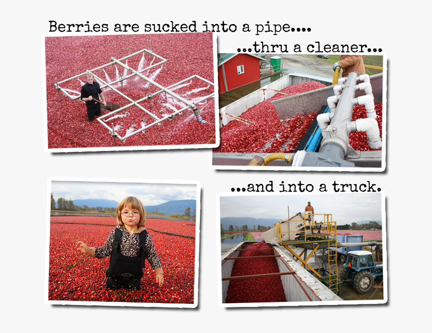 Transparent Cranberries Png - Collage, Png Download, Free Download