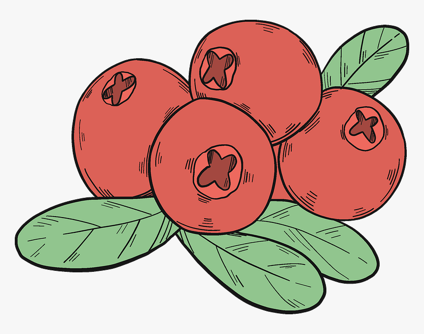 Cranberries Clipart - Berry, HD Png Download, Free Download