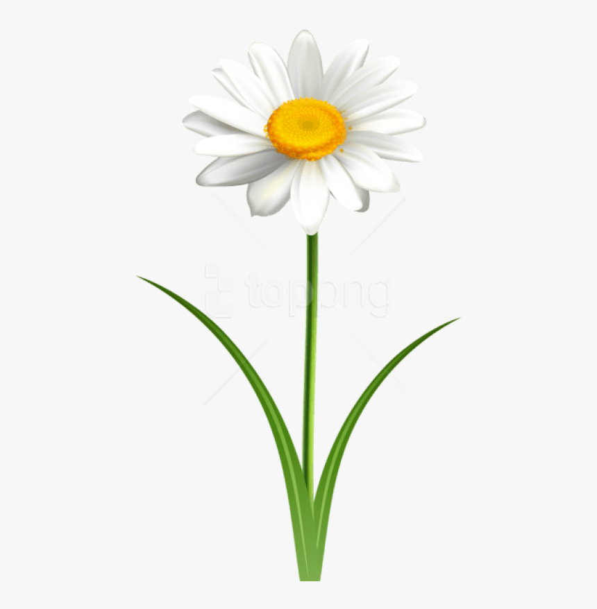 Free Png Download Daisy Flower Transparent Png Images - Daisy Clipart, Png Download, Free Download