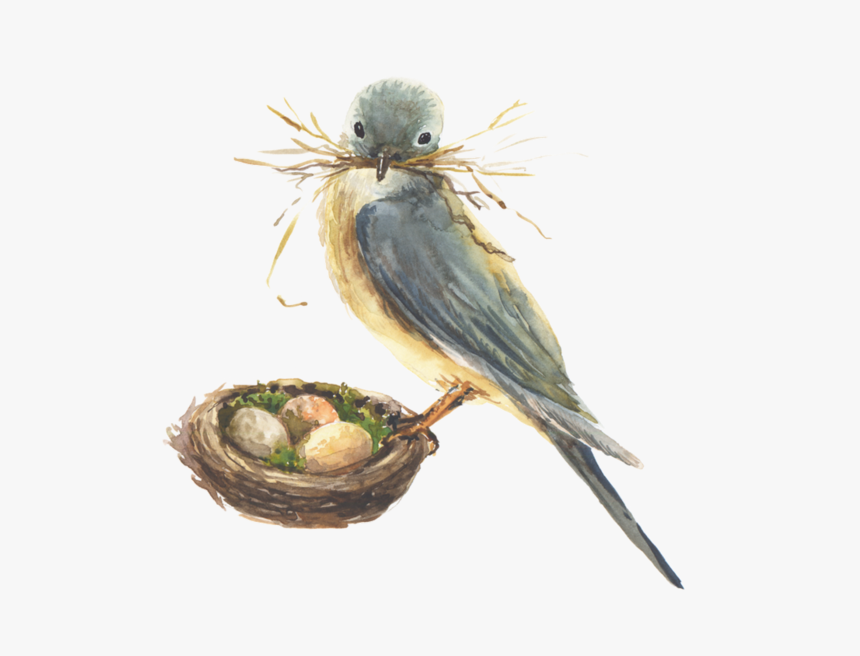 #animal #bird #nest #eggs #freetoedit - Birds, HD Png Download, Free Download