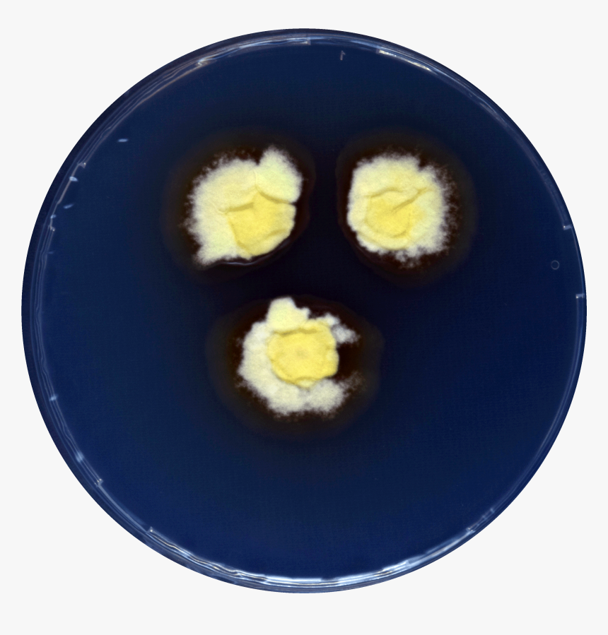 Aspergillus Aurantiopurpureus Cya - Dish, HD Png Download, Free Download