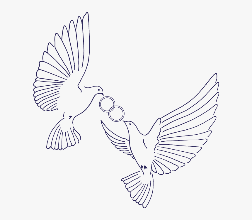 Birds - Pigeons And Doves, HD Png Download, Free Download