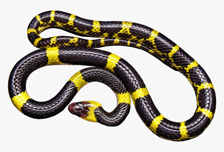 Black Snake Transparent Png - Black And Yellow Snake Png, Png Download, Free Download