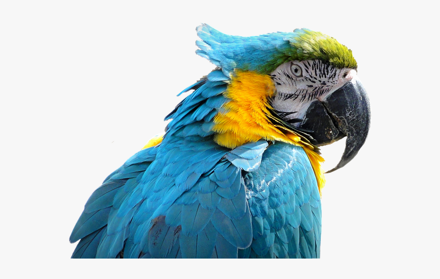 Macaw, HD Png Download, Free Download