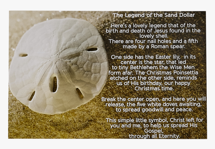 18 Legend Of The Sand Dollars Post Card - Legend Of The Sand Dollar, HD Png Download, Free Download