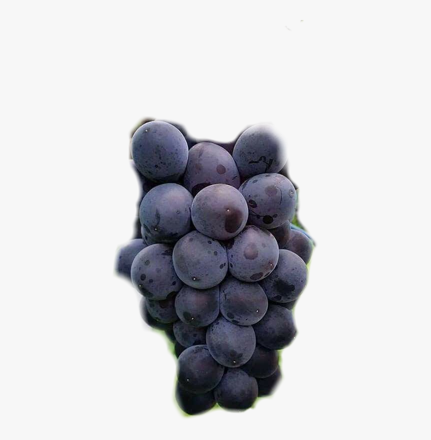 Grape , Png Download - Grape, Transparent Png, Free Download