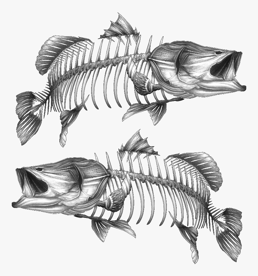 Barramundi Grey - Barramundi Art, HD Png Download, Free Download