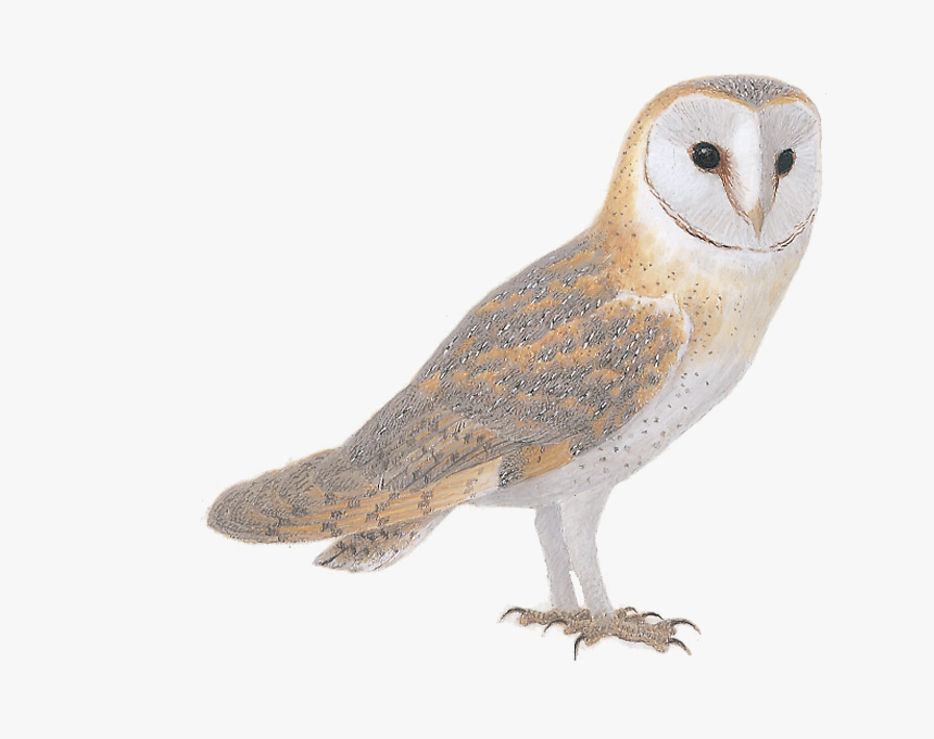 Barn Owl, HD Png Download, Free Download