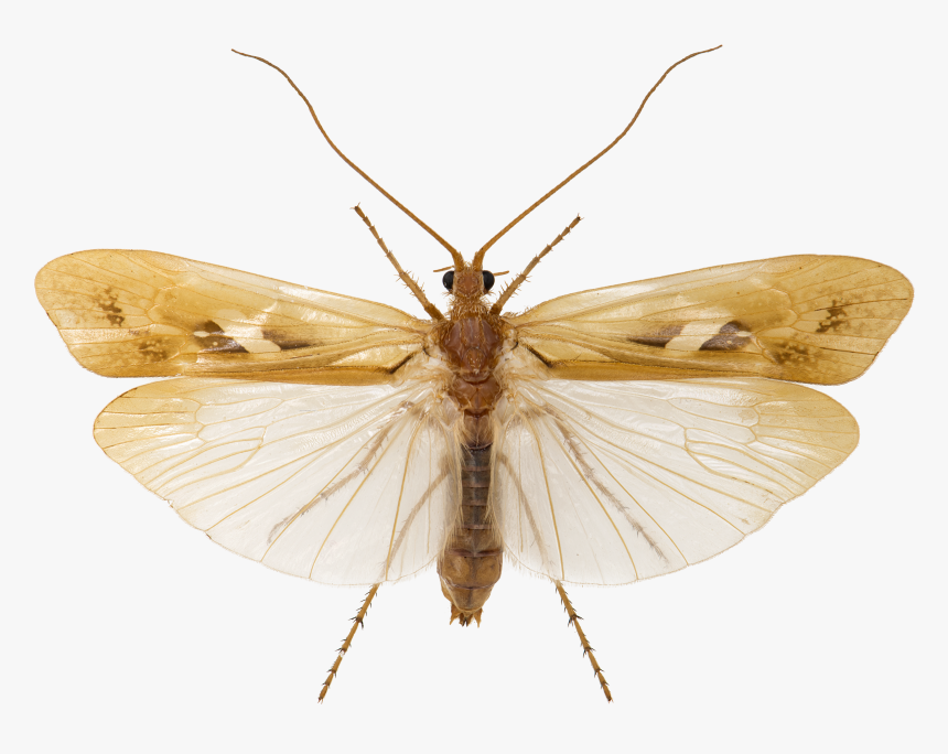 Limnephilus Rhombicus1, HD Png Download, Free Download