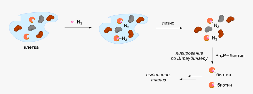 Activity-based Protein Profiling - Circle, HD Png Download, Free Download