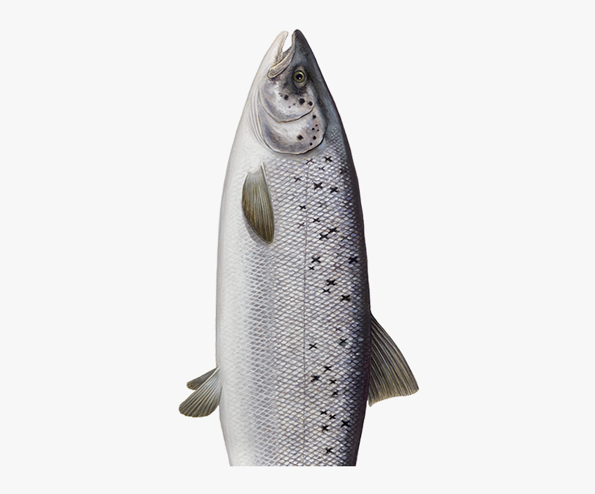 Salmon, HD Png Download, Free Download