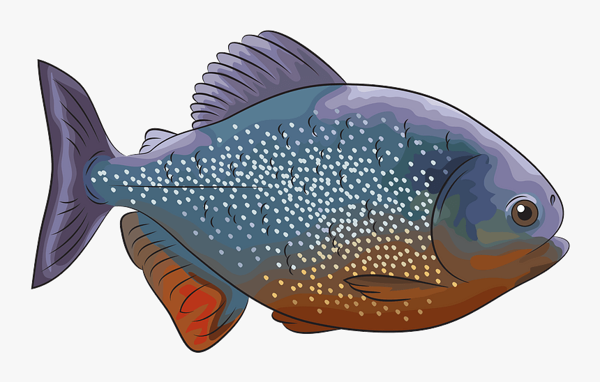 Piranha Rouge Clipart - Pomacentridae, HD Png Download, Free Download