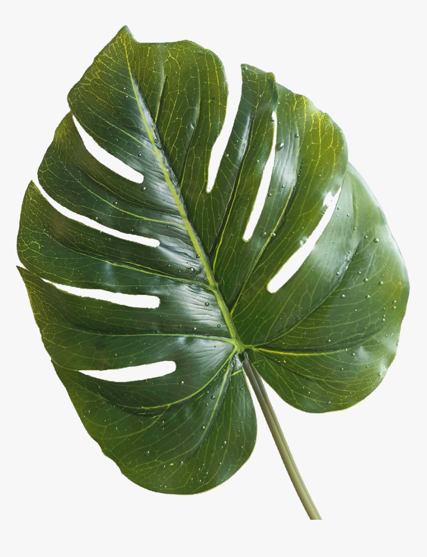 Hire Large Monstera Leaf - Monstera Deliciosa, HD Png Download, Free Download