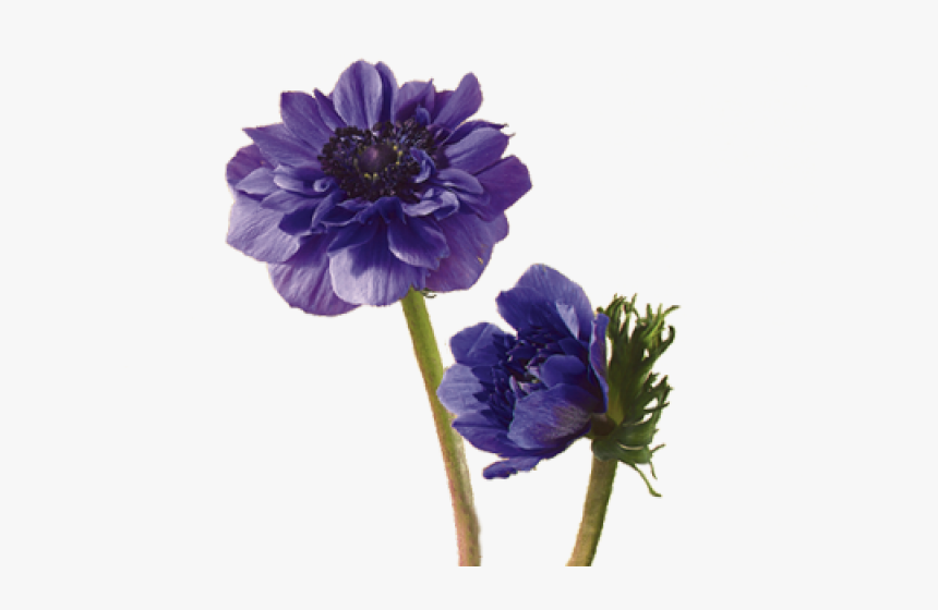 Drawn Lavender Field Flower - Anemone Flower, HD Png Download, Free Download