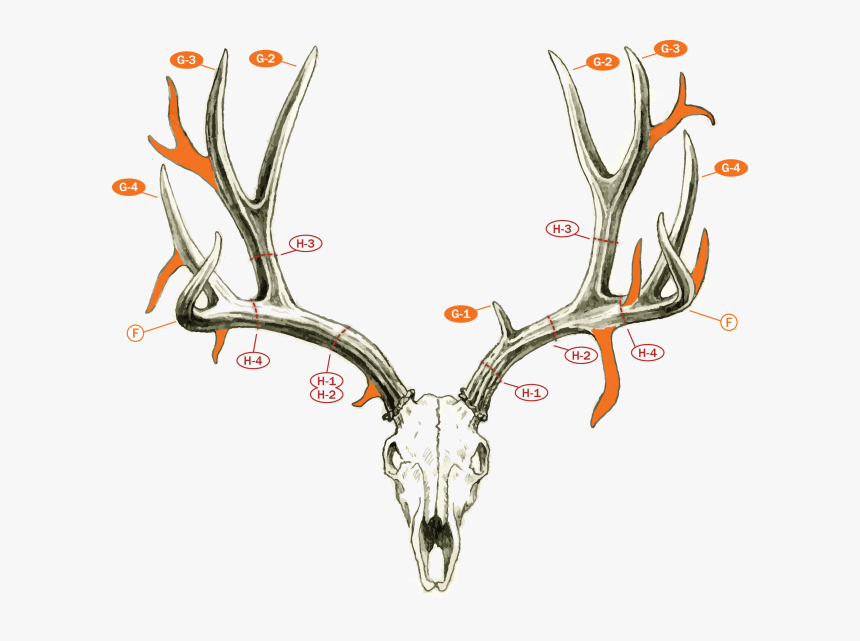 Fj-muledeerdrawing - Count Points On A Deer, HD Png Download, Free Download