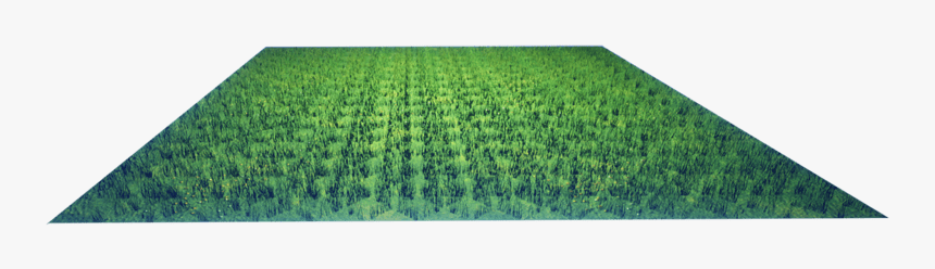 Lawn, HD Png Download, Free Download