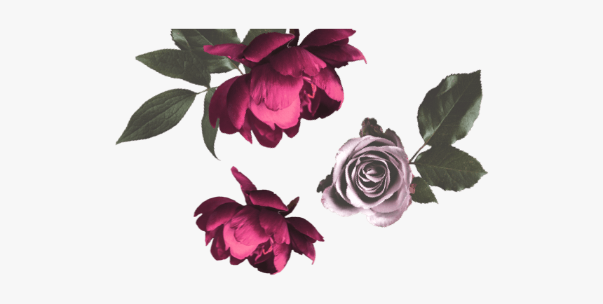 Garden Roses, HD Png Download, Free Download