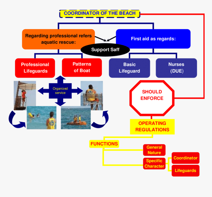 Reporting Structure Of Lifeguard, HD Png Download, Free Download