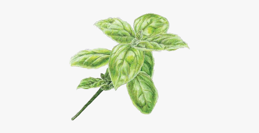 Pesto Png Free Image - Basil Oil, Transparent Png, Free Download