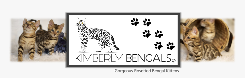 Kimberly Bengals Home - Clouded Leopard, HD Png Download, Free Download