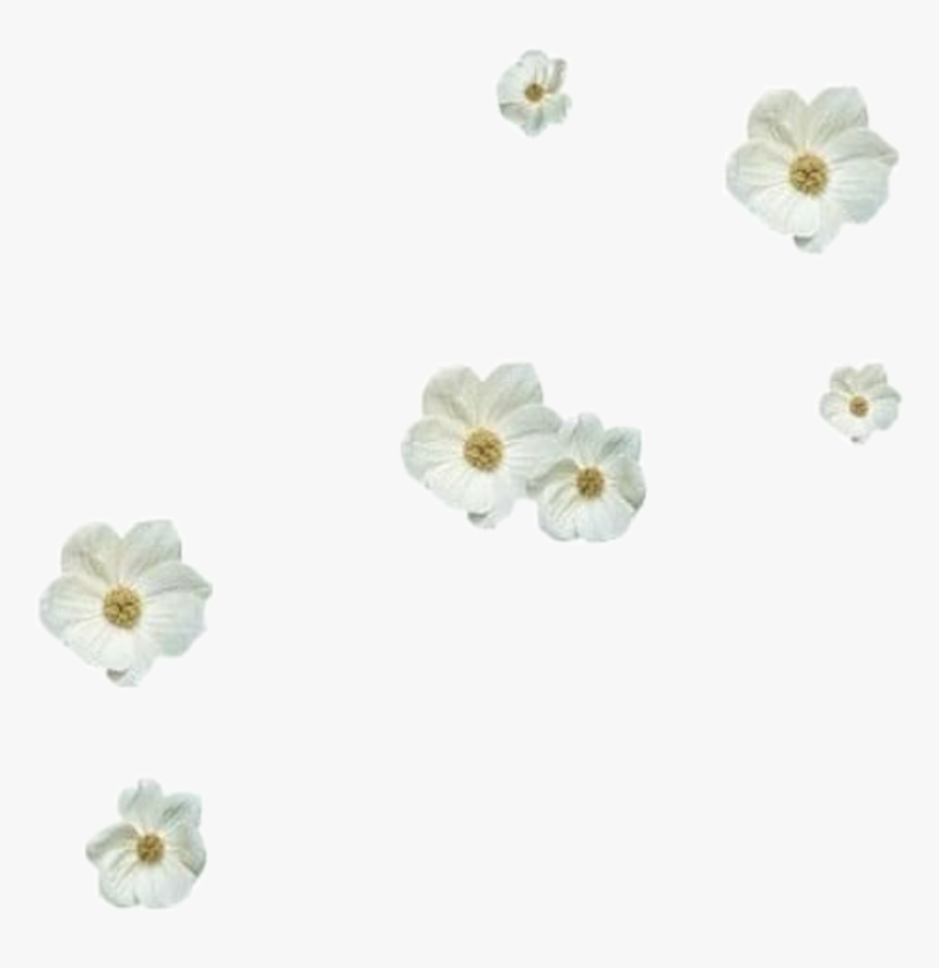 #png #filler #moodboard #kpop #nichememe #interesting - Gardenia, Transparent Png, Free Download