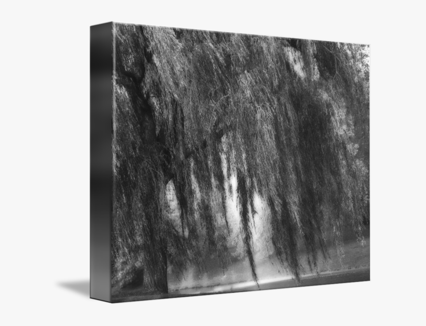 Willow Drawing Nature - Weeping Willow Tree Painterly Monet Impressionist Dreams, HD Png Download, Free Download