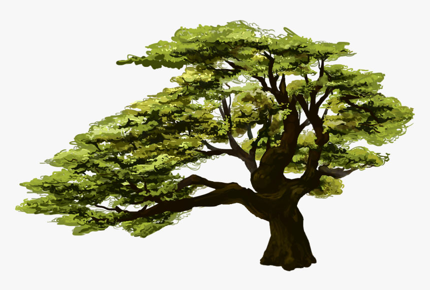 Oak, HD Png Download, Free Download