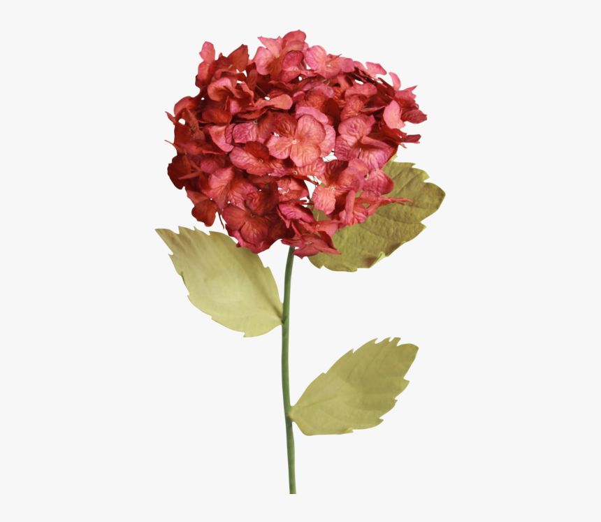 Hydrangea, HD Png Download, Free Download