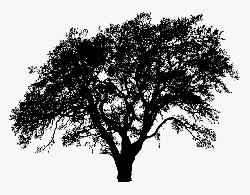 Plant,leaf,monochrome Photography - Silhouette Tree Png Vector, Transparent Png, Free Download