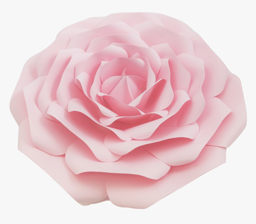 Transparent Pink Flowers Png - Japanese Camellia, Png Download, Free Download