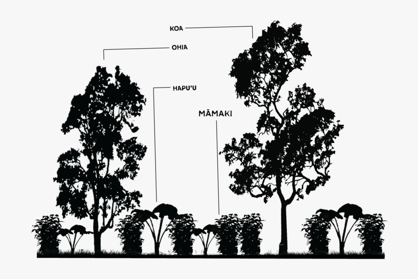 Growth Drawing Forest - Borassus Flabellifer, HD Png Download, Free Download