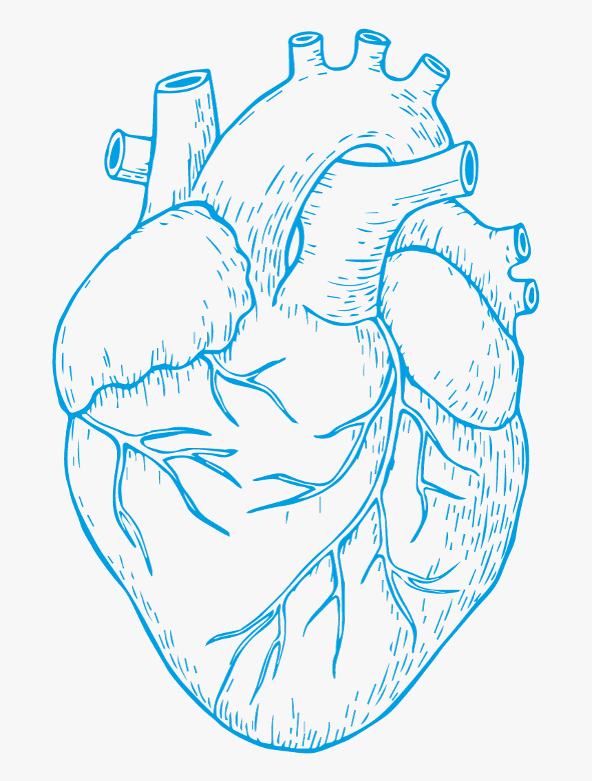 Webheart Detailed Heart Drawing, HD Png Download kindpng