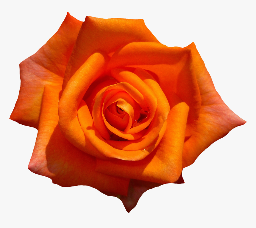 Orange Roses Flower Png, Transparent Png, Free Download