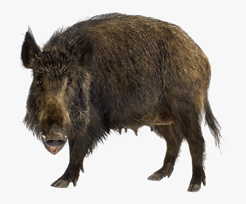 Wild Boar Png, Transparent Png, Free Download