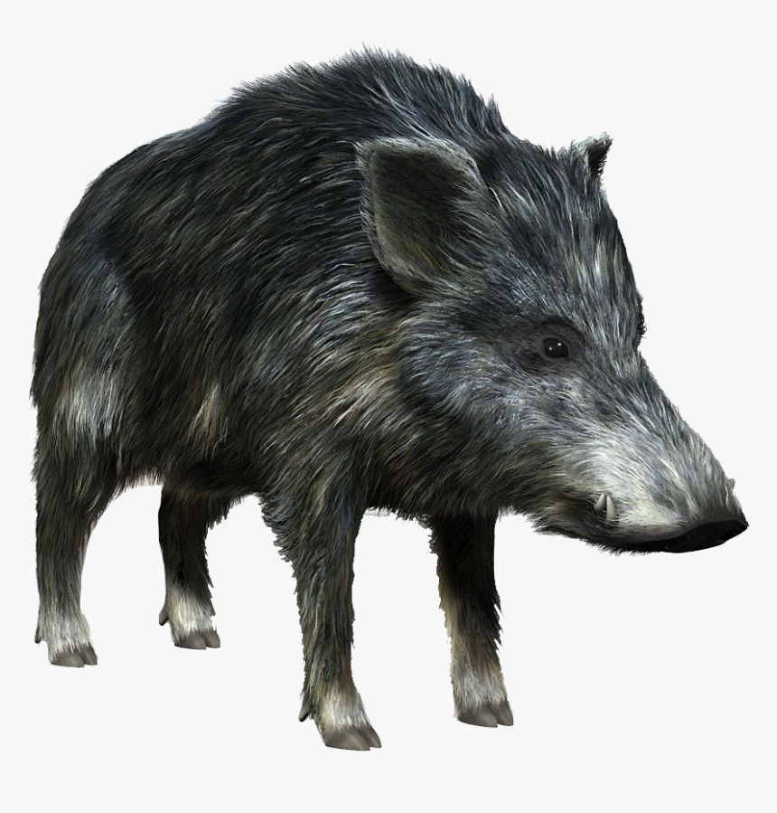 Boar Png - Wild Boar Png, Transparent Png, Free Download