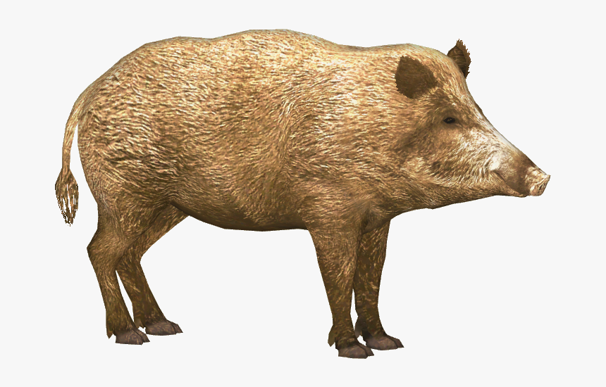 Boar Png - Wild Boar Png, Transparent Png, Free Download